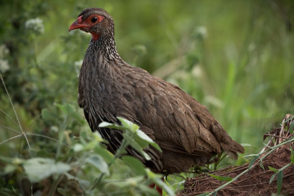 Francolin à gorge rouge