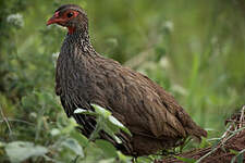 Francolin à gorge rouge