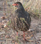 Francolin à gorge rouge