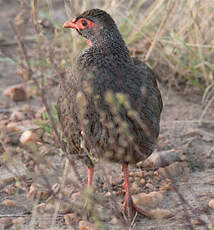 Francolin à gorge rouge