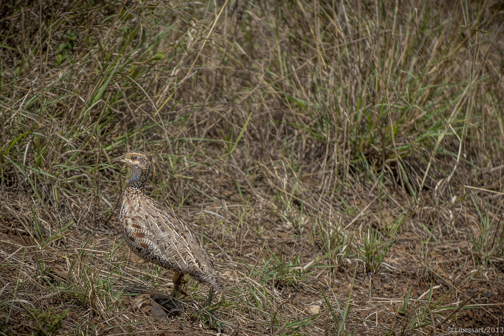 Shelley's Francolin