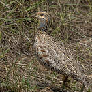 Francolin de Shelley