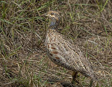 Shelley's Francolin