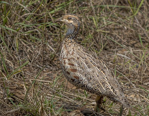 Francolin de Shelley