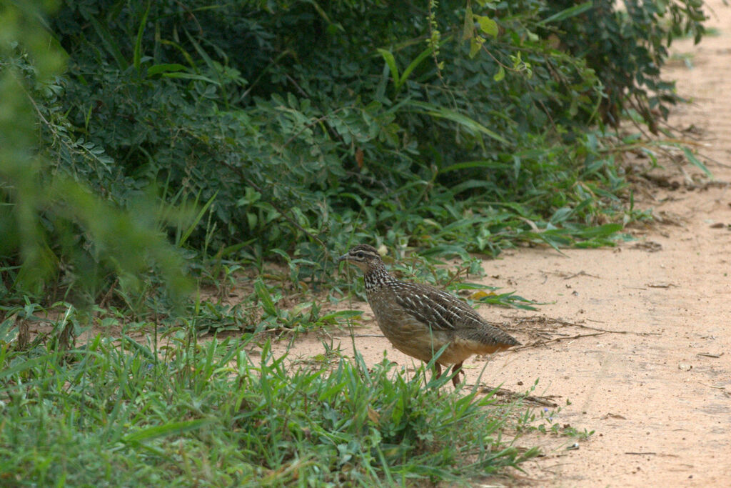 Crested Francolin