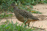 Francolin huppé