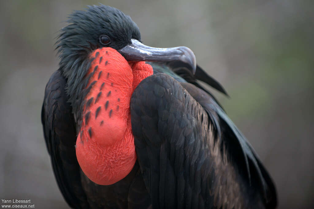 Great Frigatebird male adult breeding, close-up portrait