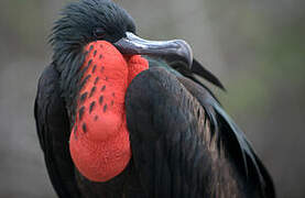 Great Frigatebird