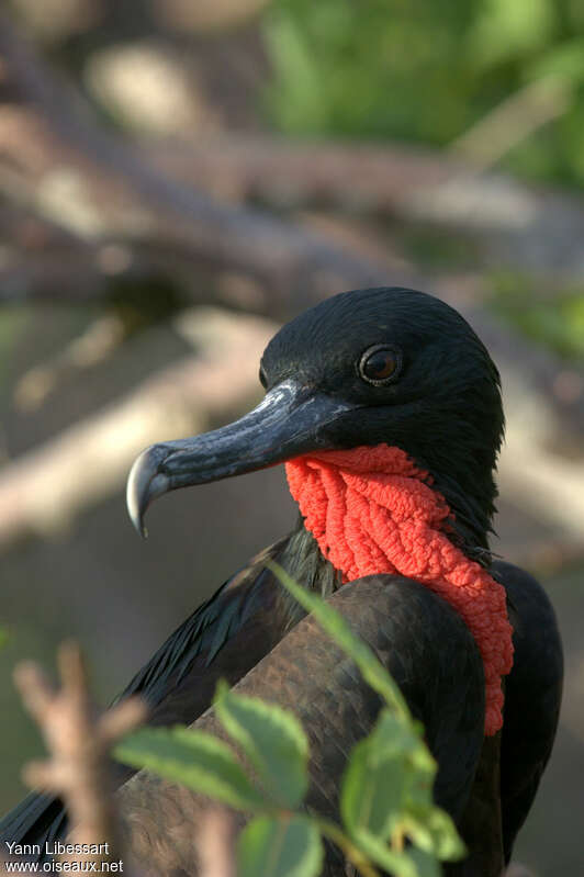 Great Frigatebird male adult breeding, close-up portrait