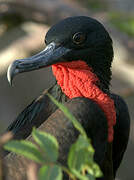 Great Frigatebird