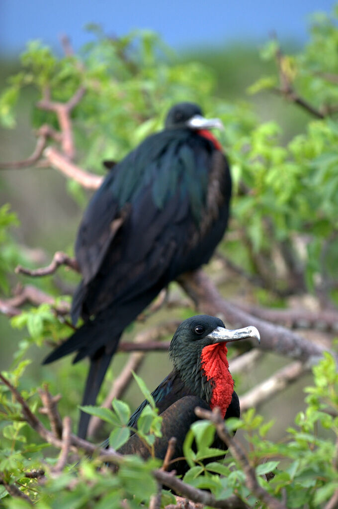 Great Frigatebird