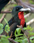 Great Frigatebird