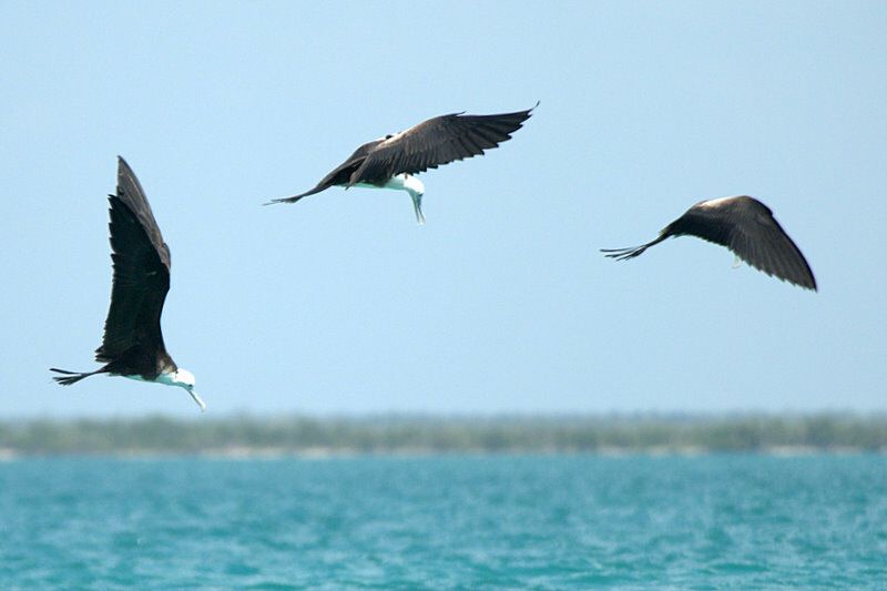 Magnificent Frigatebird