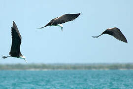 Magnificent Frigatebird