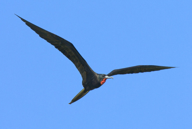 Magnificent Frigatebird