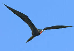 Magnificent Frigatebird