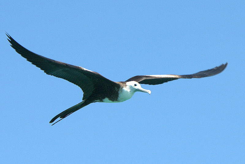 Magnificent Frigatebird, Flight