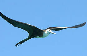 Magnificent Frigatebird