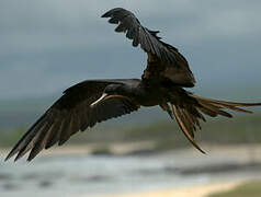 Magnificent Frigatebird