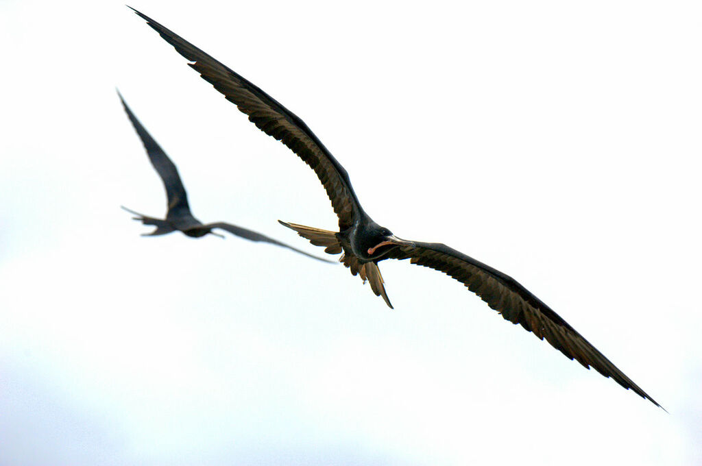 Magnificent Frigatebird