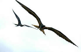 Magnificent Frigatebird