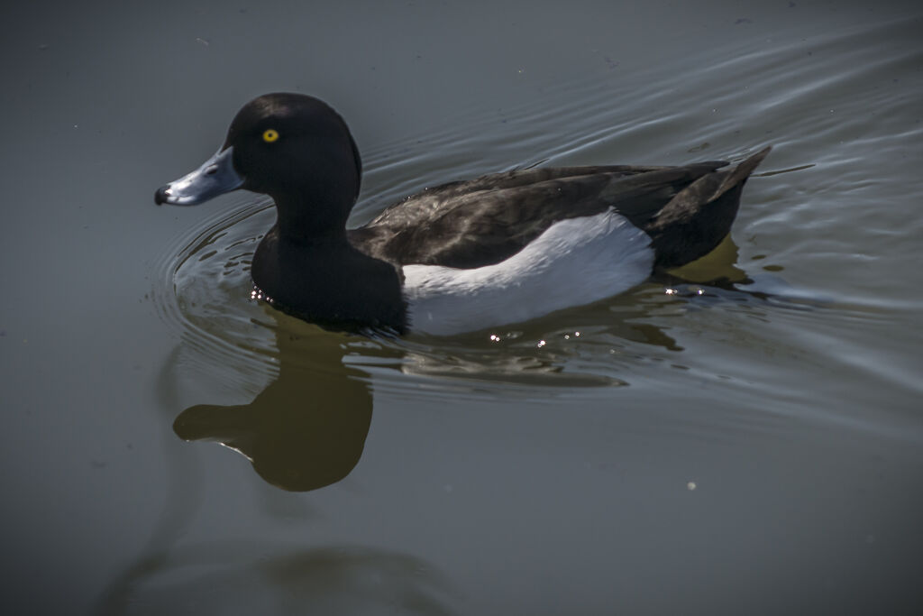 Tufted Duck