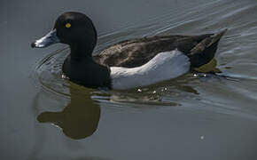 Tufted Duck