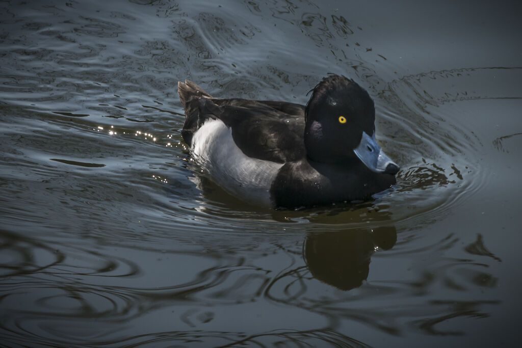 Tufted Duck