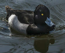 Tufted Duck