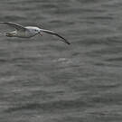 Fulmar argenté