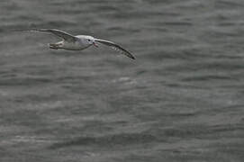 Southern Fulmar