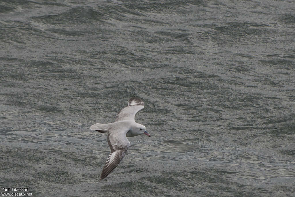 Southern Fulmar