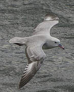 Southern Fulmar