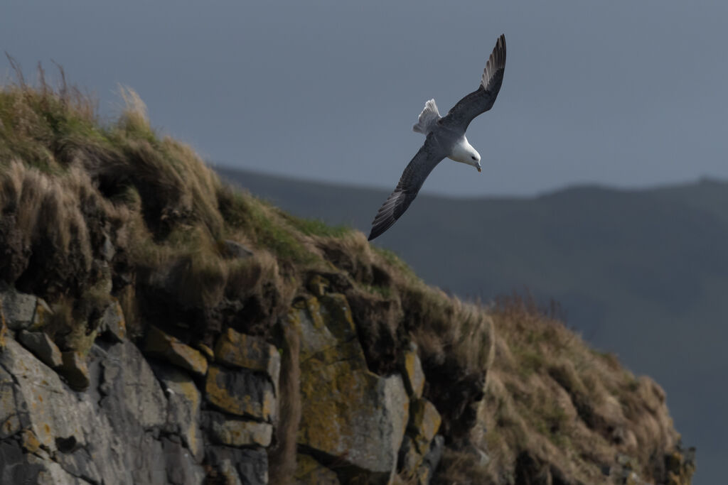 Northern Fulmar