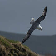 Fulmar boréal