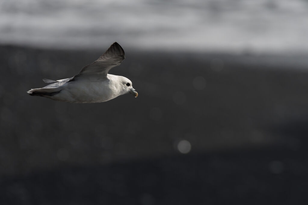 Northern Fulmar