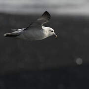 Northern Fulmar