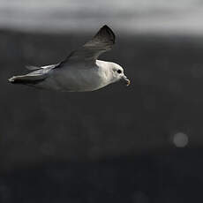 Fulmar boréal