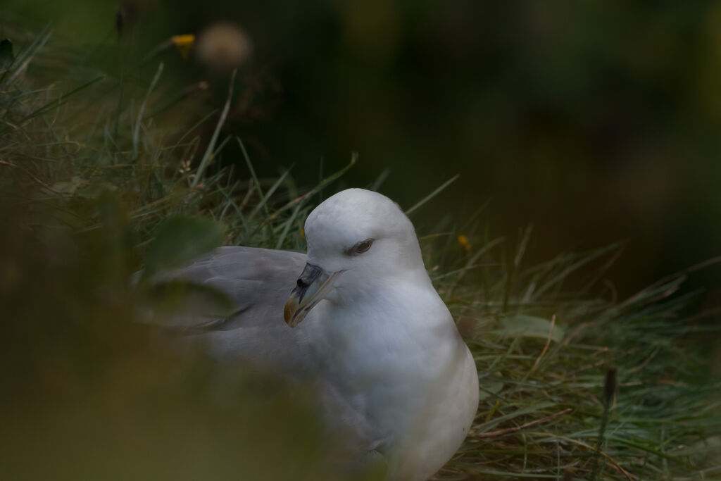 Northern Fulmar