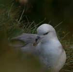 Fulmar boréal