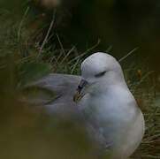 Fulmar boréal