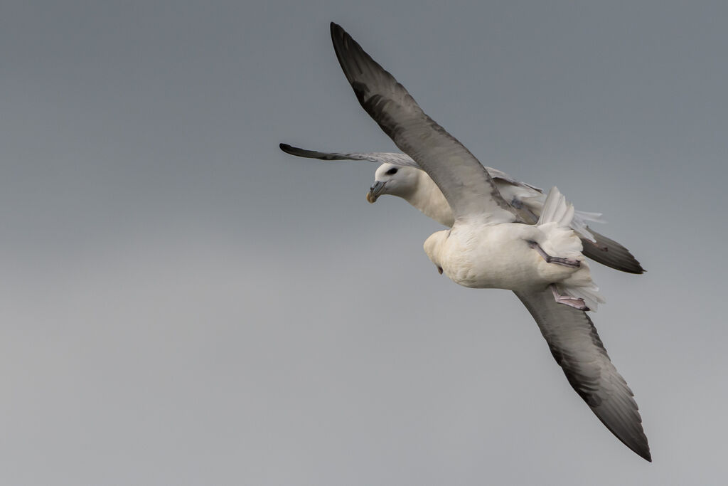 Northern Fulmar