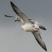 Fulmar boréal