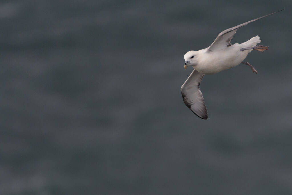 Fulmar boréal