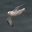 Fulmar boréal