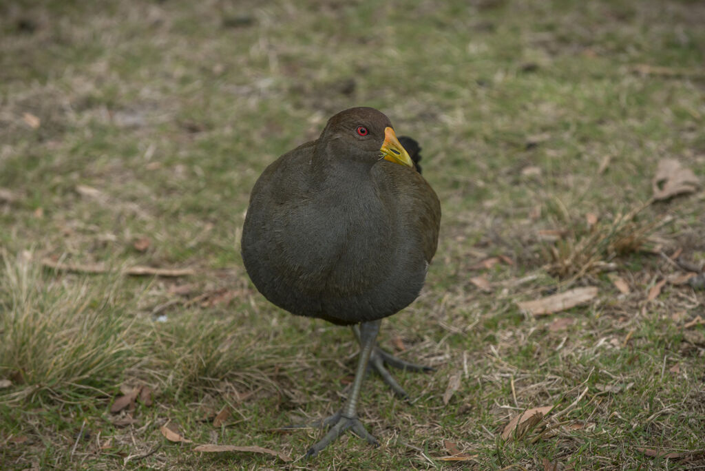 Tasmanian Nativehen