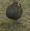 Gallinule de Tasmanie