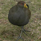 Gallinule de Tasmanie