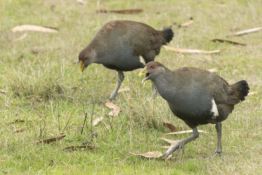 Tasmanian Nativehen