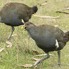 Gallinule de Tasmanie